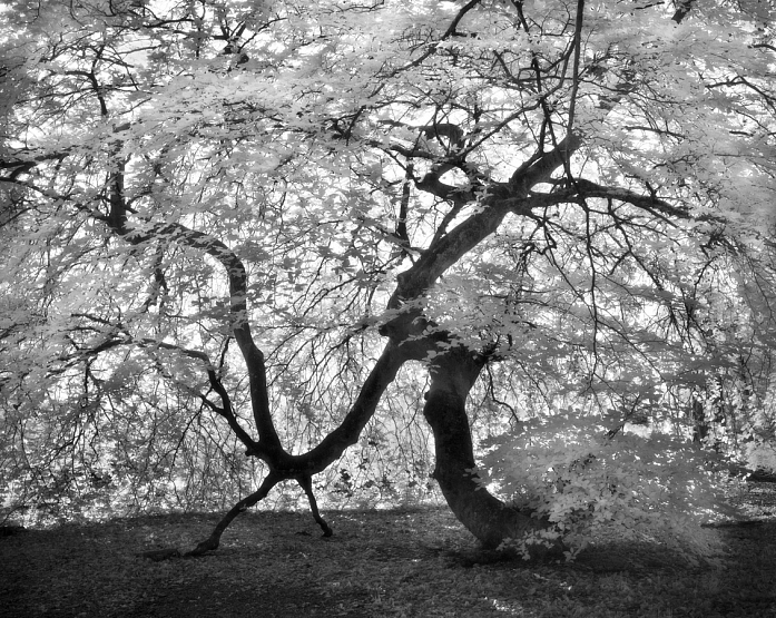 4x5 inch. infra-r. Le Dragon, image by Gérard Duceau. Image #384588