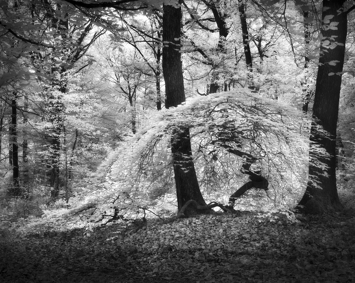 4x5 inch. infra-r  N&B. Visage Coiff&eacute;, image by G&eacute;rard Duceau. Image #384592