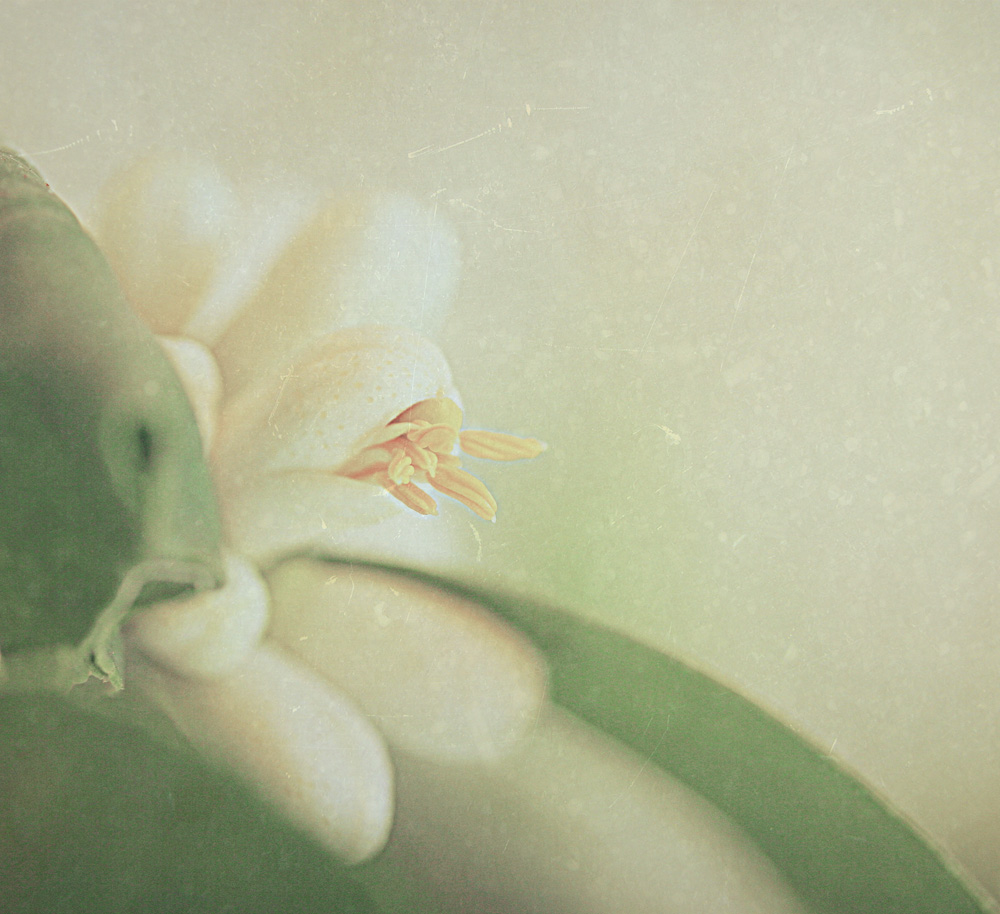Fleur De Citronnier, image by Charles Alain Grosse. Image #383999