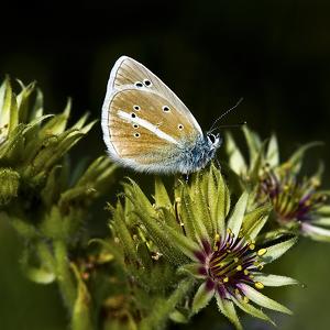 Polyommatus Icarus
