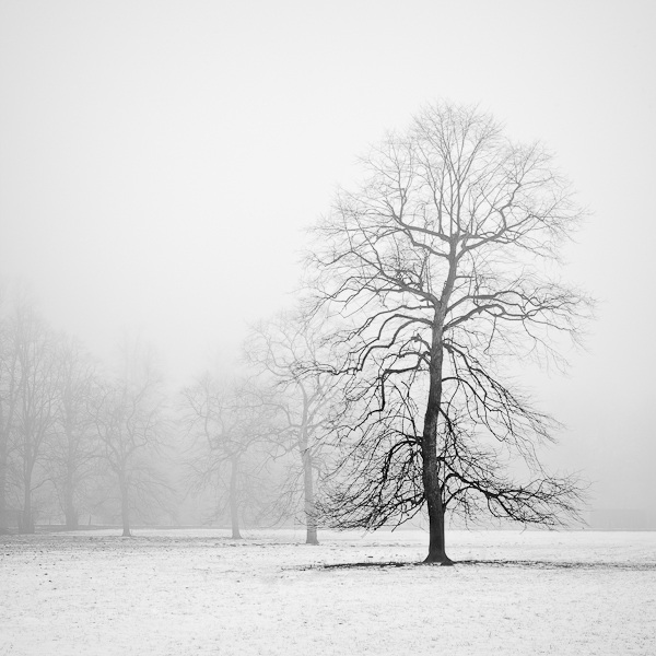 Nikon. Winter Trees, image by Ian Barber. Image #361272