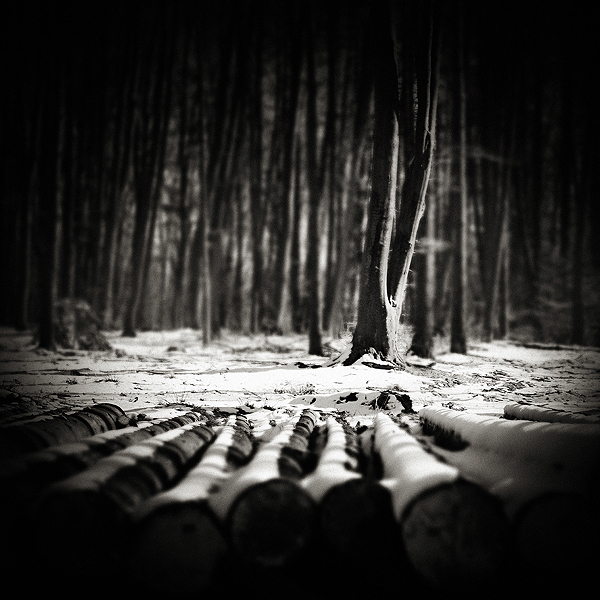 Alive, image by Krzysztof Jędrzejak. Image #377452