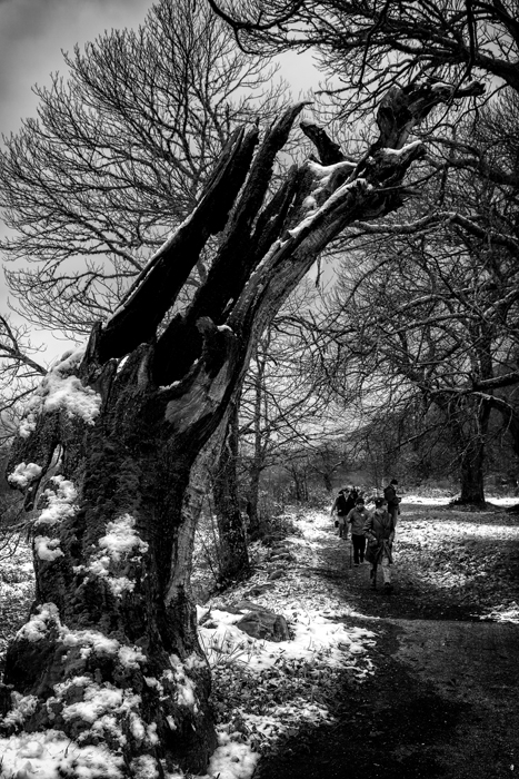 canon eos 5d mark II and photoshop. In Nature, Vegetal, Tree, forest. Road Guards, photography by Angel Villalba. Image #386599