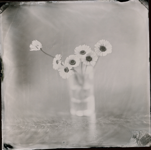 6x6in tintype. 8x10 view camera. collodion. In Nature, Vegetal, Flower, plant. Daisies, photography by Sonia Macak. Image #413261