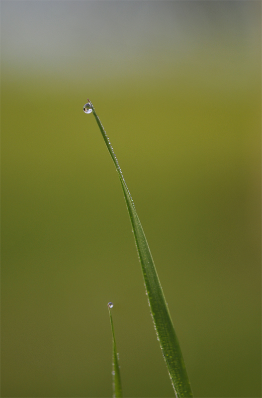 Nikon D300s + Nikon macro 105mm. Photography macro. Two Drops On Two Stems Of Grass, image by Kyozyh. Image #384789