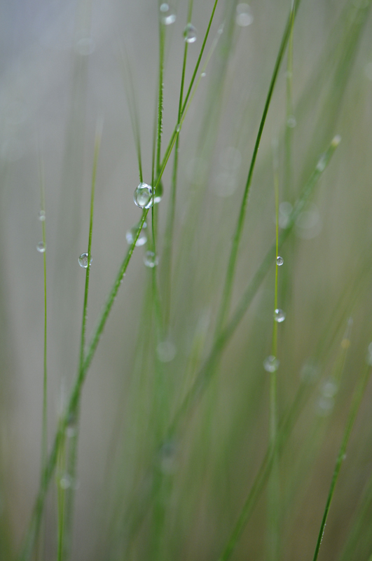 Nikon D300s + Nikon macro 105mm. Photography macro. Water Droplets On Thin Grass Stems, image by Kyozyh. Image #385466