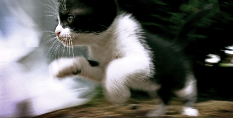 Ce chaton essayer de me fuir, et Il a bien couru longtemps avant ma satisfaction.
. Reflex Olympus. Emotion dans le mouvement. Course, image by Paul Ellis. Image #372405
