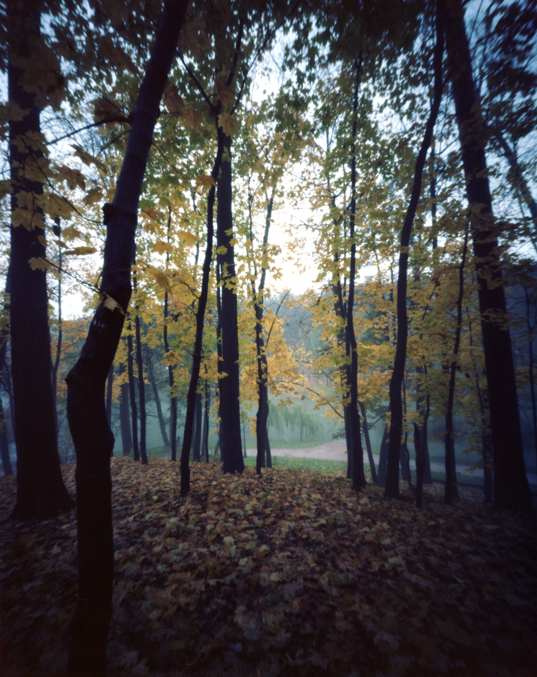 In Nature, Vegetal, Tree, forest. Forest, photography by Daria Litvishko. Image #414978