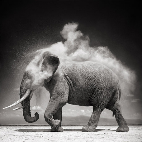 Nick Brandt, On This Earth, A Shadow Falls, Photography