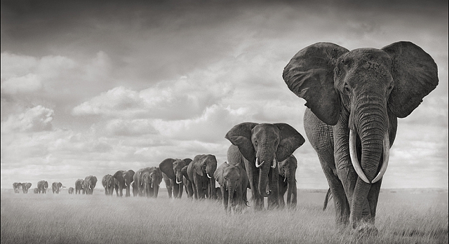Nick Brandt, On This Earth A Shadow Falls Across The Ravaged Land