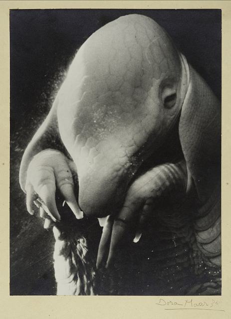 - Dora Maar, Portrait d'Ubu © Estate of Dora Maar / DACS 2019, All Rights Reserved