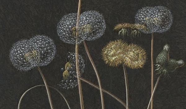 Preview thumbnail for artwork Laurent Grasso, Future Herbarium