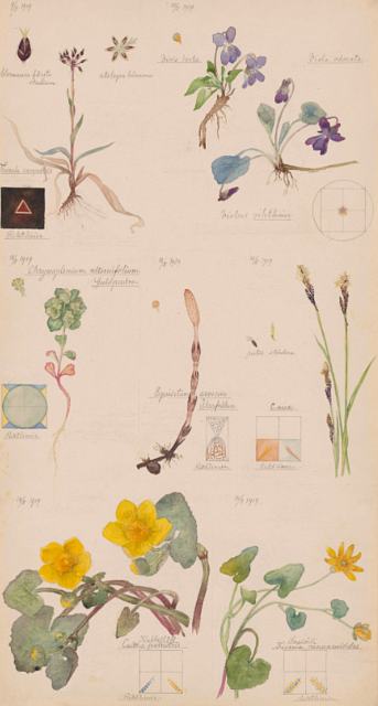 - Hilma af Klint. Luzula campestris (Field Woodrush), Viola hirta (Hairy Violet), Viola odorata (Sweet Violet), Chrysosplenium alternifolium (Alternate-Leaf Golden Saxifrage), Equisetum arvense (Field Horsetail), Caltha palustris (Marsh Marigold), Ranunculus ficaria (Fig Buttercup), Carex sp. (Sedge). Sheet 4 from the portfolio Nature Studies. May 9–15, 1919. Watercolor, pencil, and ink on paper, 19 5/8 × 10 9/16" (49.9 × 26.9 cm). The Museum of Modern Art, New York. Committee on Drawings and Prints Fund and