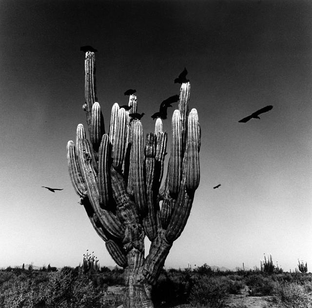 Graciela Iturbide, Eyes to Fly With, Photography, C/O Berlin