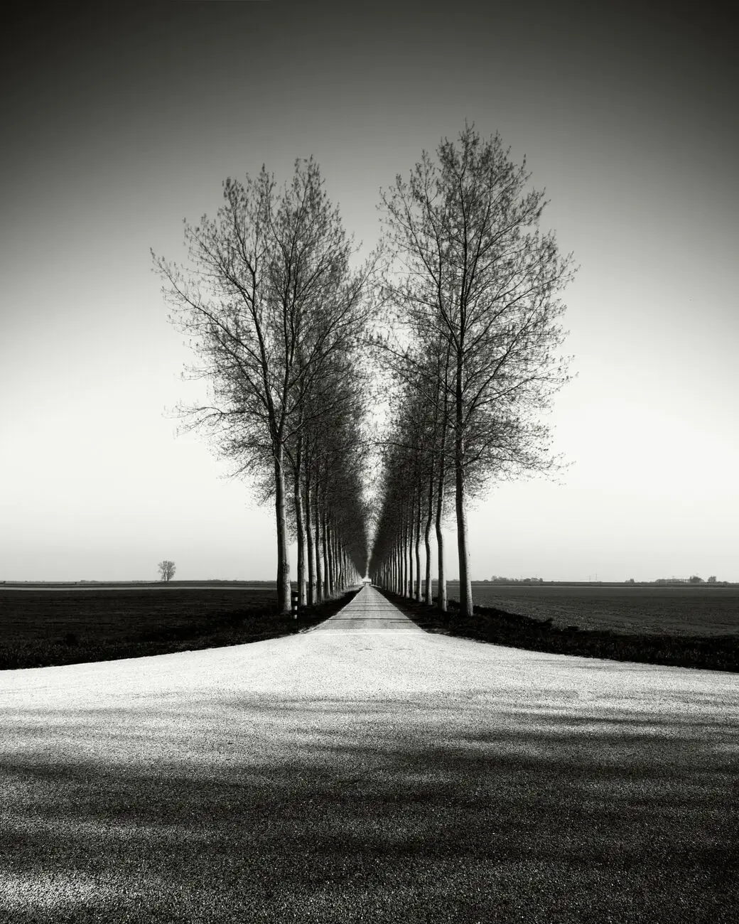 Trees Alignment, Etude 2 by Denis Olivier, Photography, Digital | Art ...