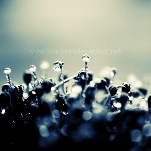 Miscellaneous by Gorana Bumber