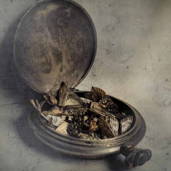 Butterfly Effect by Marko Beslac in Photography