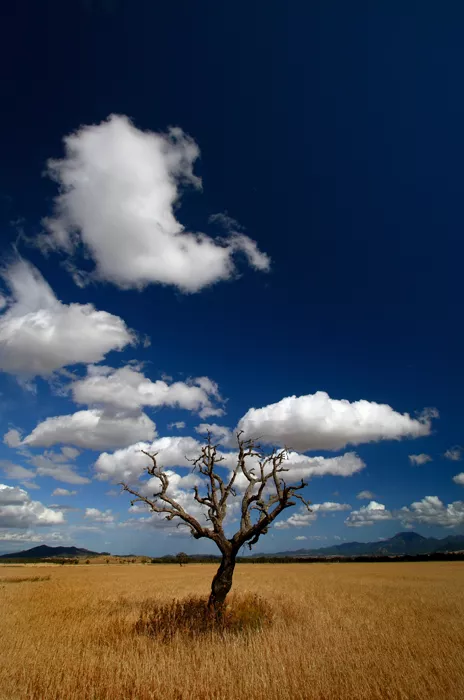 Intense is a creation by the artist Marco Marongiu. Category Nature, Landscape, Photography. My beloved tree . Canon EOS 30D + Canon EF-S 10-22mm + Circular Polarizer. Wide angle + Circular Polarizer + My beautiful land. 4K views, 14 appreciations, 10 comments,…