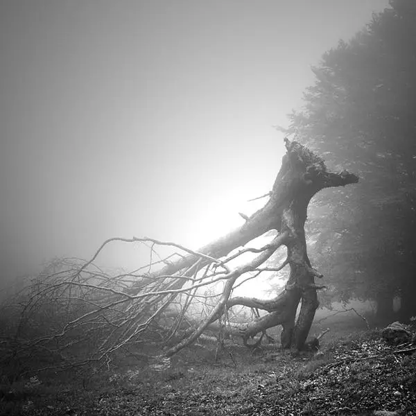 Second Nature by Bruno Blais in Photography Digital