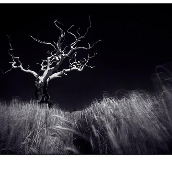 end of days by dan scar art work art limited