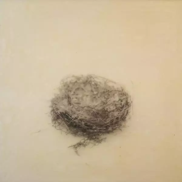 Nest #12 by Susan Seubert in Photography