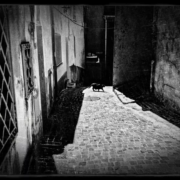 Black cat ... par Nerval Photographe dans Photographie Numérique