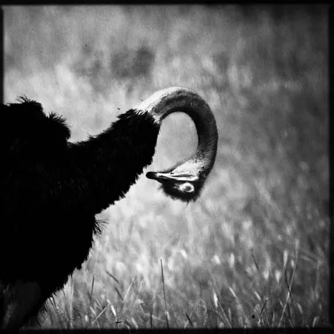 Curved Ostrich is a creation by the artist Laurent Baheux. Category Nature, Animal, Wild, Photography. Quel avenir pour les lions d'Afrique menacés par l'activité humaine et la réduction de leur habitat naturel ?. NIKON D3. oeil, viseur, reflexe, doigt,…