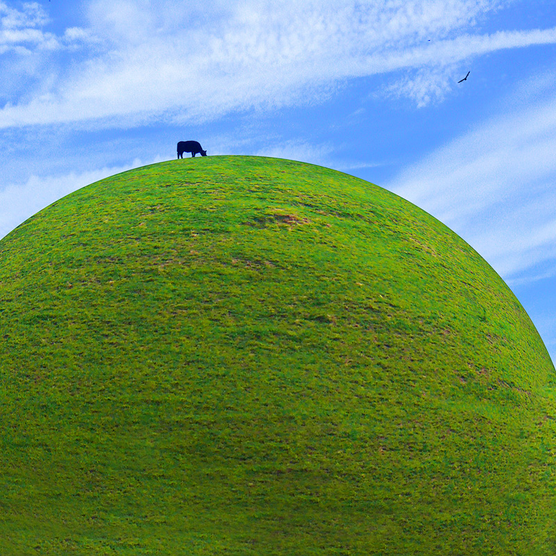 COW EATING ON ROUND TOP HILL Digital Art Composition By Mike 