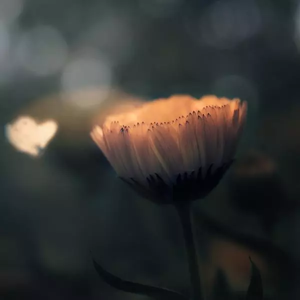 Fleur"ter par Martineb