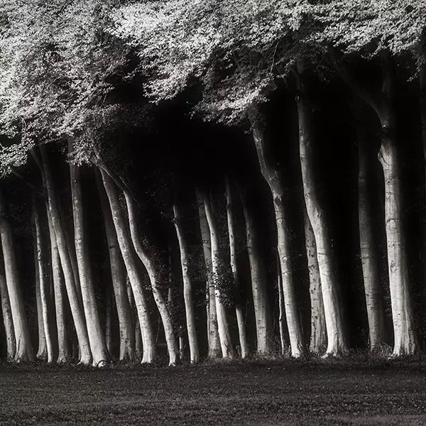 Les arbres du parc du château de Miromesnil by Henri Manguy in Photography Digital