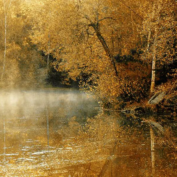 Forêts d'or (4) - Golden Forests (4) by Henri Manguy in Photography Digital