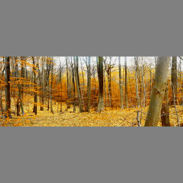 Forêts d'or (8) - Golden Forests (8) by Henri Manguy in Photography Digital