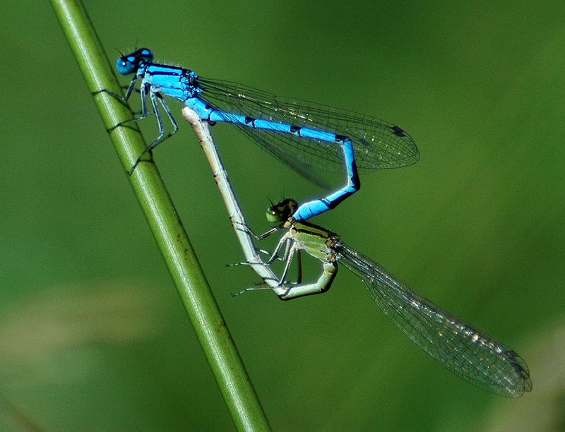 for theme contest photography De Accouplement Masse, Didier Libellules, Photography