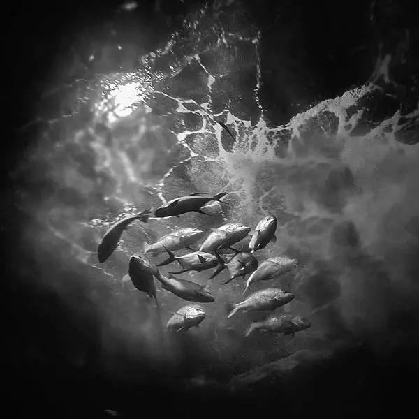 Aquarium by Hengki Koentjoro in Photography Digital
