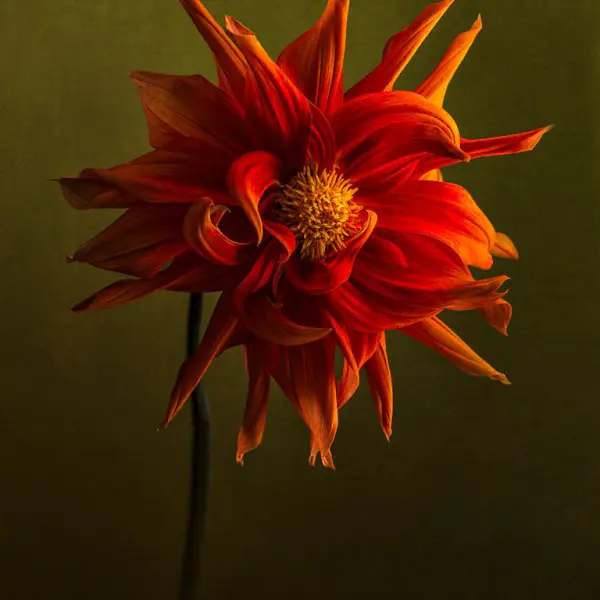 Dahlia, Étude VI, Thiré, France 2025 by Lionel Hug