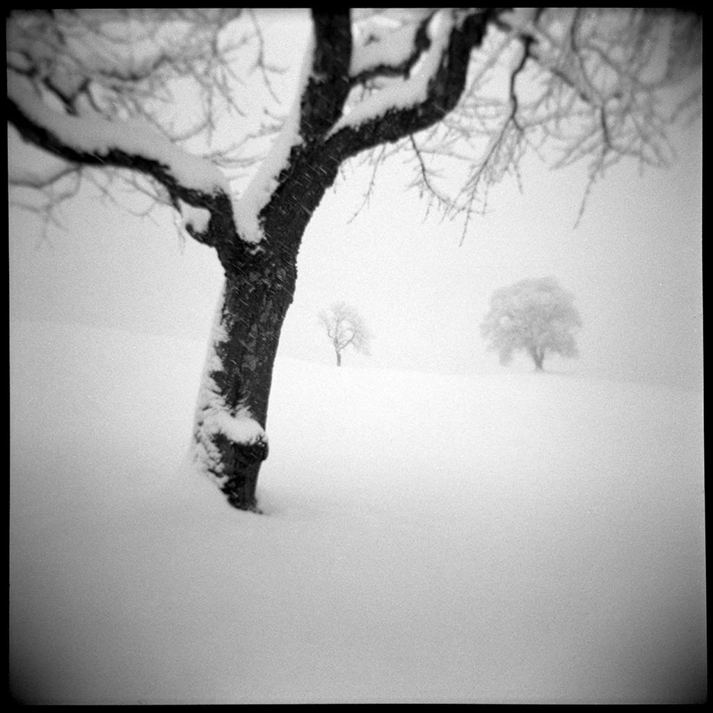 Timeless winter par Pierre Pellegrini, Photographie, Film moyen-format |  Art Limited, image size:1025x1024