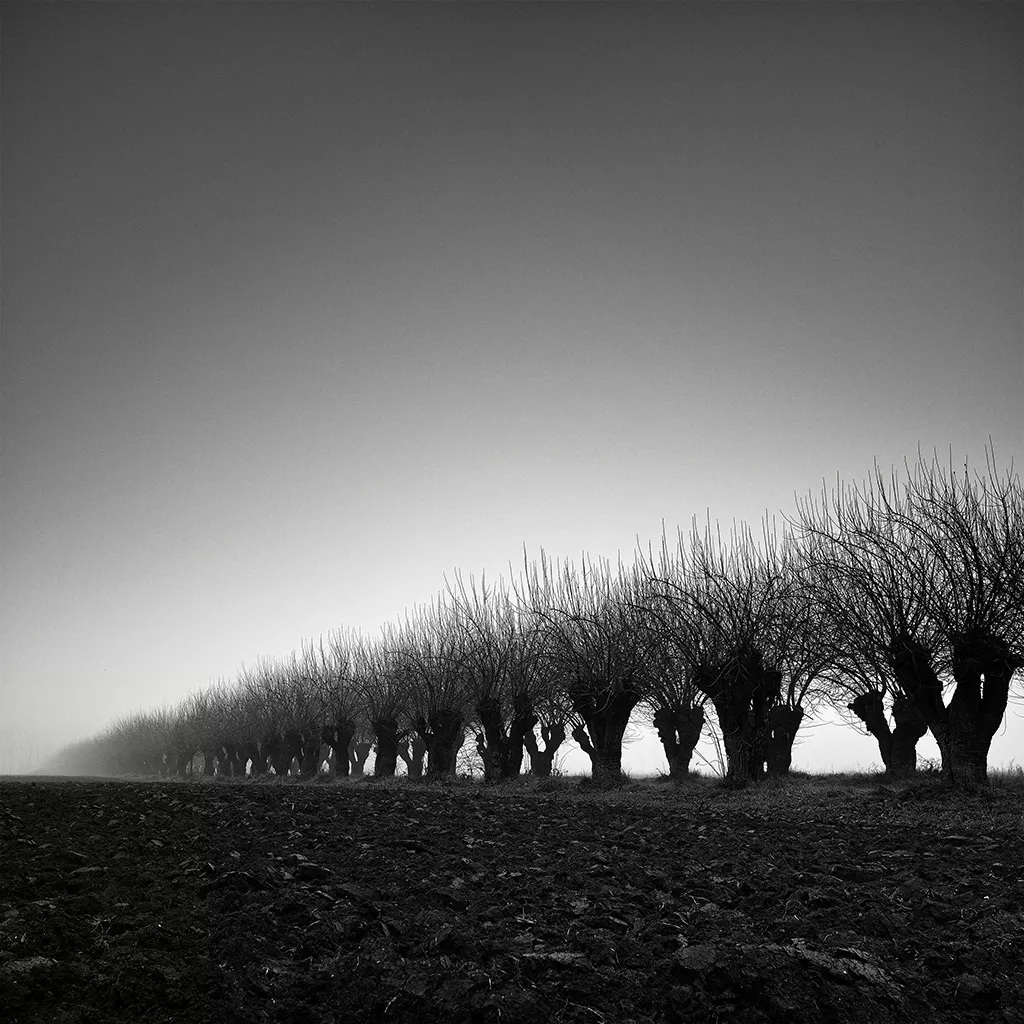 Born In Series is a creation by the artist Pierre Pellegrini. Category Nature, Vegetal, Tree, forest, Photography, Medium-format film. Hasselblad, Phase One P20+. 6 distinctions, 4K views, 99 appreciations, 16 comments, 18 favourites, 2 group projects.