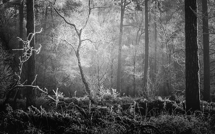 Hoarfrost is a creation by the artist Franck Bellœil. Category art work. This is not yet a project. It may become one in the future but for now, it's a collection of photographs with a common theme : light interaction with trees. I shot this photograph in…
