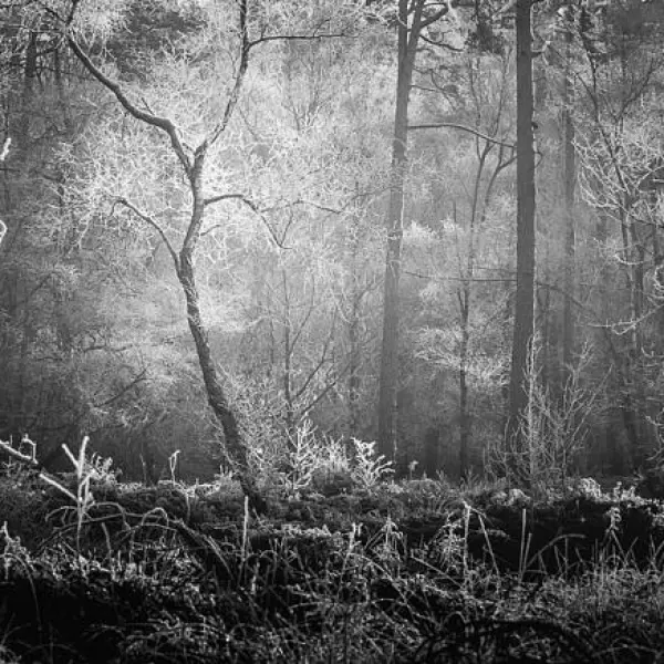 Hoarfrost by Franck Bellœil