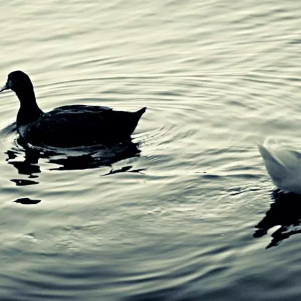 Segregation by Clardevali in Photography