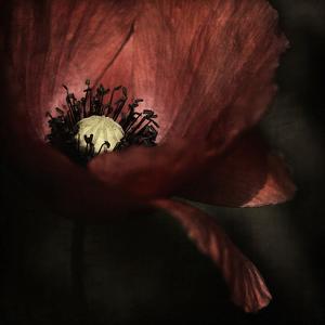 Portfolio 34 artworks