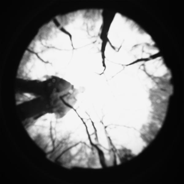 Pinhole 03 011 by Dario Fuzinato