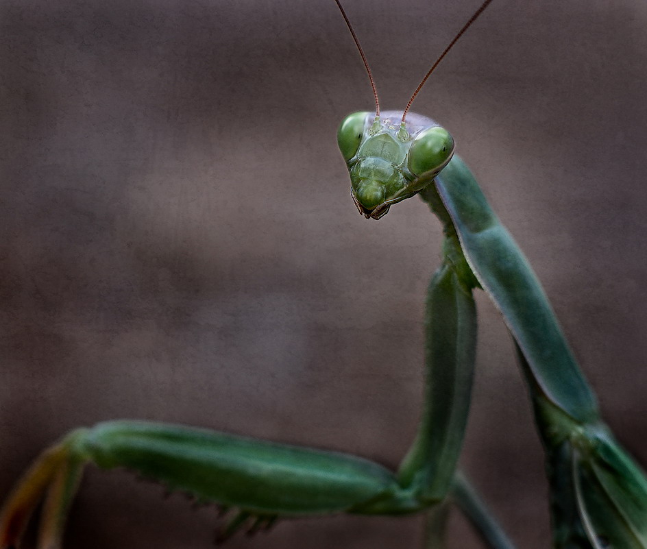 Portrait d'une jeune mantis by Xavi Heredia, Photography, Digital | Art ...