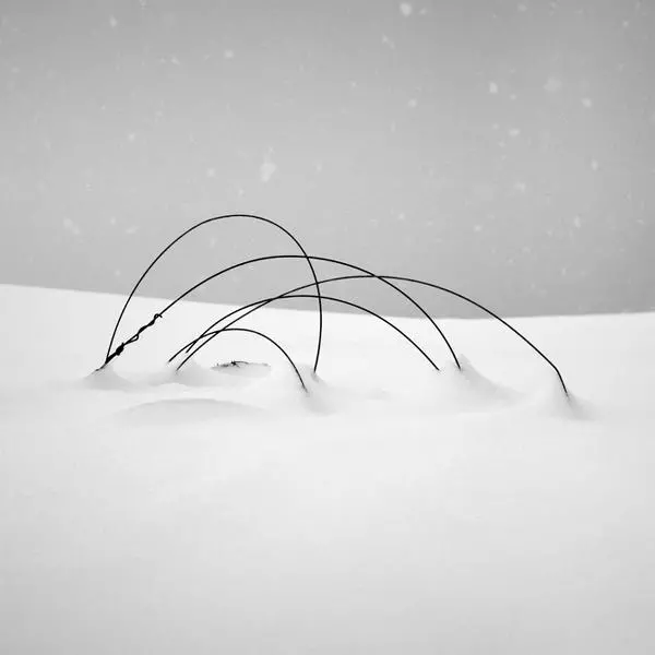 Tangle by Maria Strömvik in Photography Digital