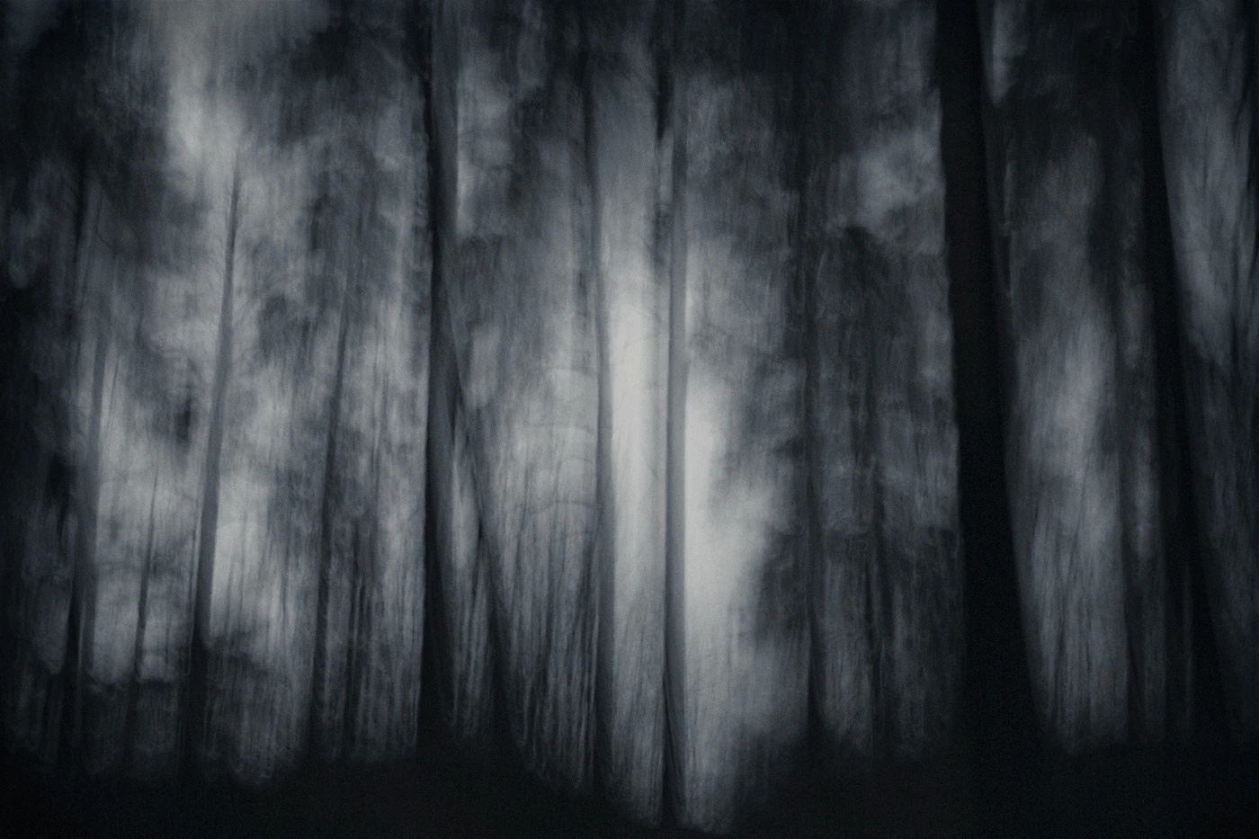 Photographie Artistique Originale - Troncs D'arbres En Forêt N°8 - Tirage Stéréo