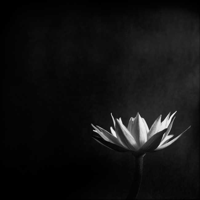 Nymphaea By Stéphane Pellennec Photography Medium Format
