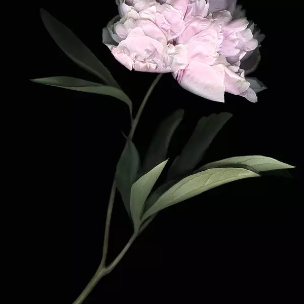 Empreinte 140603 by jl aubert in Digital art Manipulation