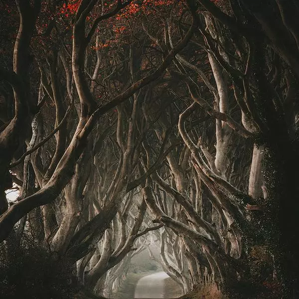 The Night Before - The Dark Hedges by Pawel Klarecki