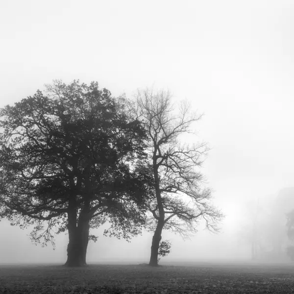 Misty Park Landscape par Bernd Walz dans Photographie Numérique