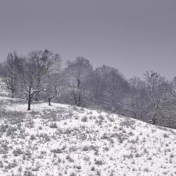 Frozen trees par Alexandru Crisan dans Photographie